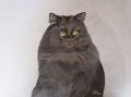 Chat noir.jpg